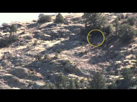 Extreme Outer Limits TV - Long Range New Mexico Coues Deer