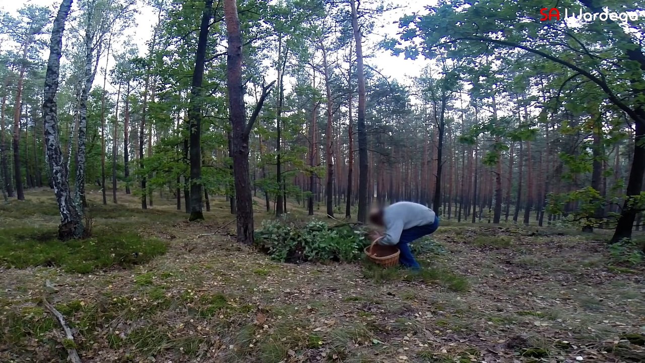 Zombie Apocalypse Halloween Prank (SA Wardega)