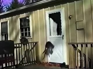 Кот и петух