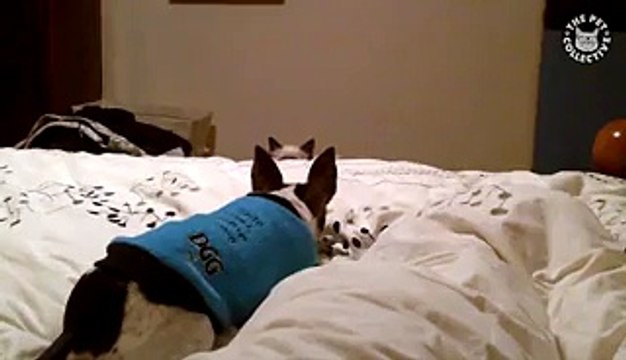 Cats vs Dogs: The Ultimate Fight Battle