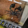 Scorpion king Live scorpion