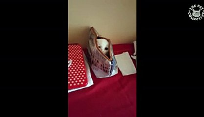 Funny Kitten Popping Out of Purse