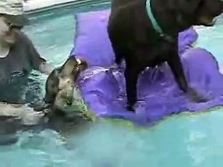 Dogs Love Water - Funny Pet Tricks