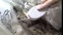 Vidéo 0224