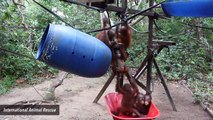 Orangutans Huddled In Wheelbarrow Headed To School Is The Cutest Thing