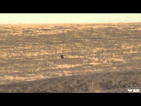 Predator Quest - Colorado Predators