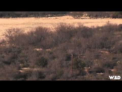 Extreme Outer Limits TV - Long Range Texas Whitetail at The Diamond K