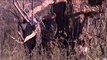 Primos  The Truth About Hunting - Team Primos Hunts Deer and Ducks