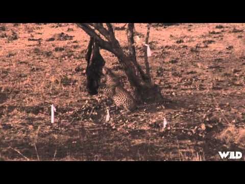 Noslers Magnum TV - Wild Niassa Leopard
