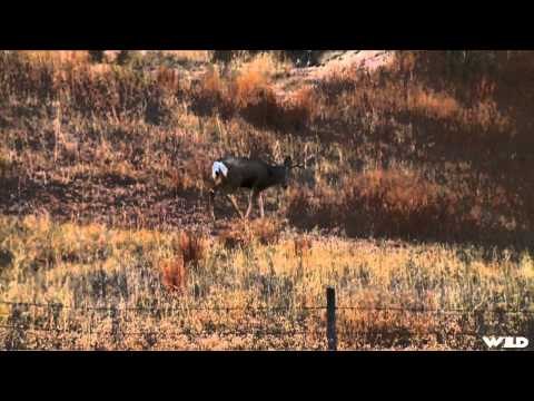 Cabelas Ultimate Adventures - Nebraska Mule Deer