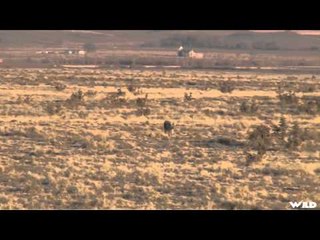 Predator Quest  - Les Johnson After Predators