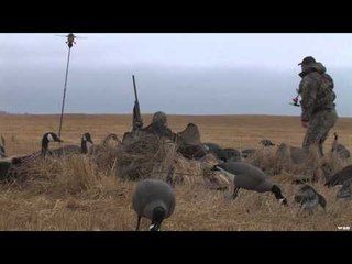 MOJOs Migration - Mixed Bag North of The Boreal