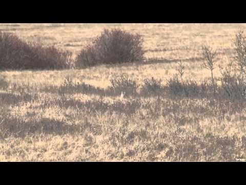 Predator Quest - Predators in Colorado