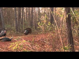 Drop Zone - Turkey Montage