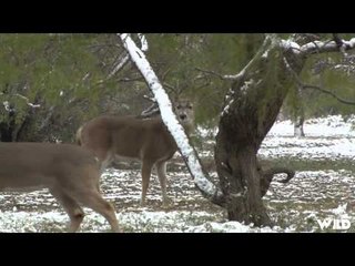 Hank Parkers 3D  - Rattlin Randy Part 2