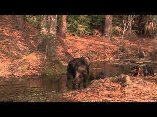 Drop Zone - Daytona Hogs and Dogs