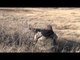 Predator Quest  - South Dakota Predators