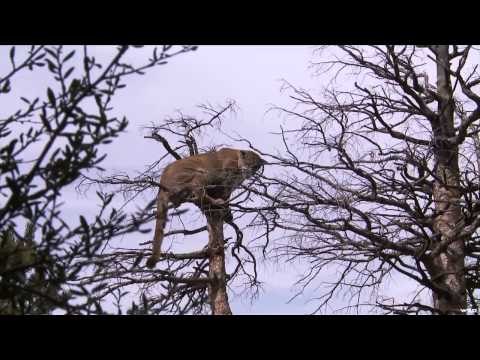 Steves Outdoor Adventures - The Men The Hounds The Lions and The Traditions