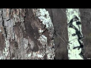 Primal Instinct - Ohio Food Plot