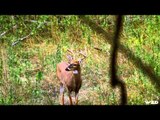 Major League Bowhunter - In The Books 2