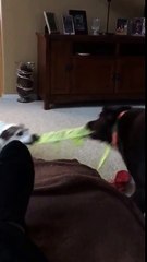 Mo The Cat Interrupts Tug Of War