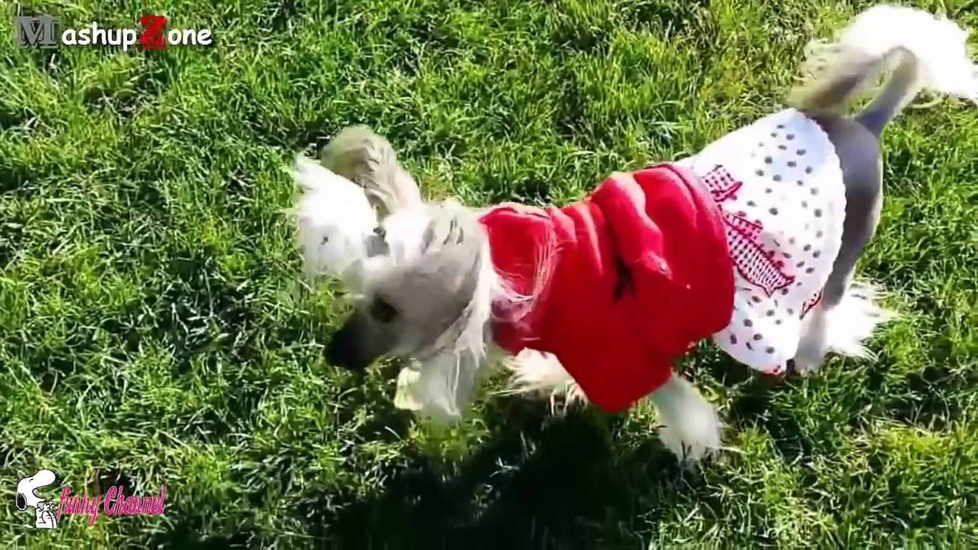 Best Funny Talking Dog Compilation 2015 - Funny dog Videos