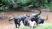 Blue Great Danes-- FUNNY DOG FIGHT!!!!