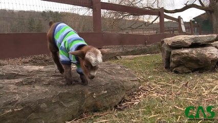 Violet la chèvre grimpe sur un rocher