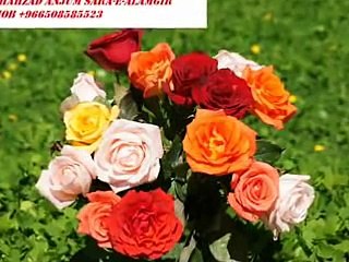SAWAN KI BHIGHI RATON MAIN BY SHAHID JUTT SIALKOT