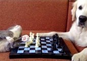 Cat and Dog Play Chess