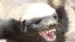 Meet the Honey Badger, One of the World's Meanest Animals