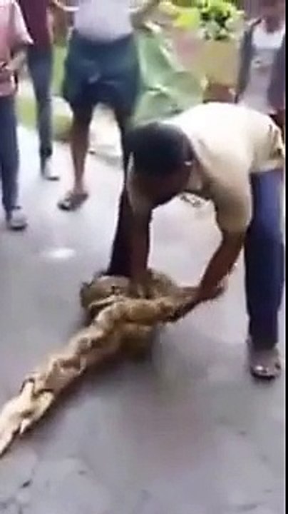 HUGE SNAKE IN INDIA | LARGEST PYTHON SNAKE FOUND IN KERALA INDIA