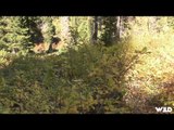 Steves Outdoor Adventures - Hunting Elk in Utah