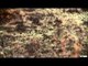 Cabelas Ultimate Adventures - Oregon Blacktail