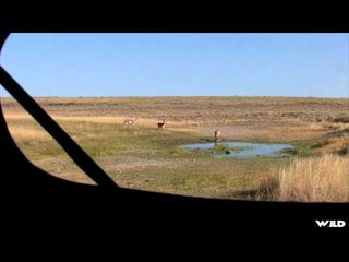 Easton Bowhunting TV - Colorado Antelope