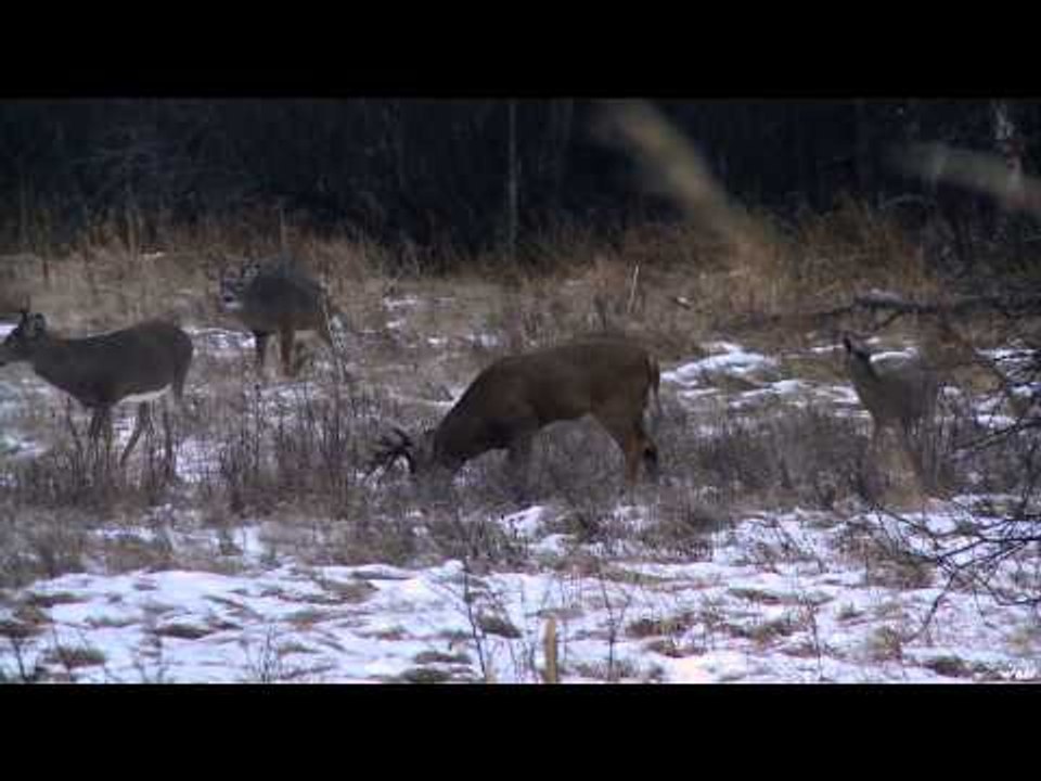 Cabelas Ultimate Adventures - Saskatchewan Deer