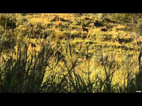 The Zone - Nebraska Whitetails and Namibia Muzzleloader