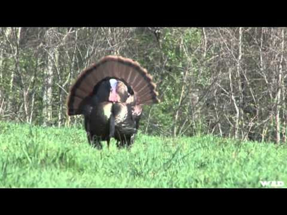 Excaliburs Huntin the Backwoods - Kentucky Kids