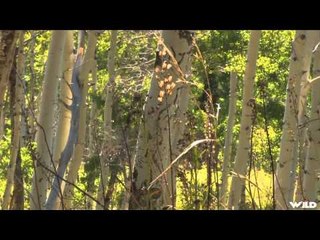 A Hunters Life - Colorado Elk