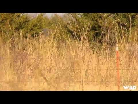 Buck Ventures Outdoors - Euphoria