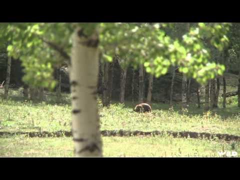 Predator Nation - Colorado Bear