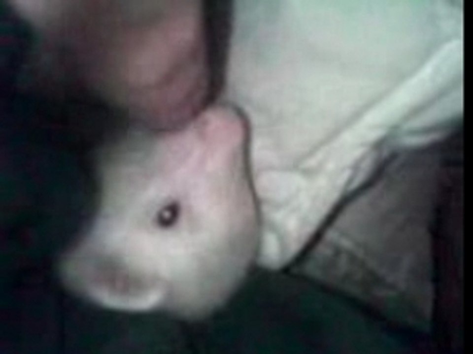 Lily