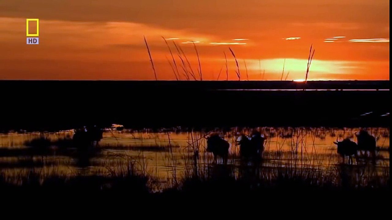 Lion Hunting Journey - Wildlife Documentary - Animal Planet - National Geographic