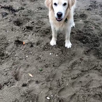 dog barks like a cat