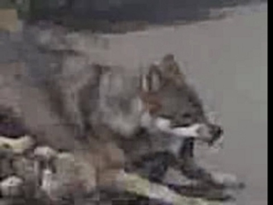 loups se battent
