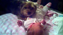 Funny Dogs Protecting Babies - Best Compilation