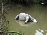 Rhino shot dead in Kaziranga National Park