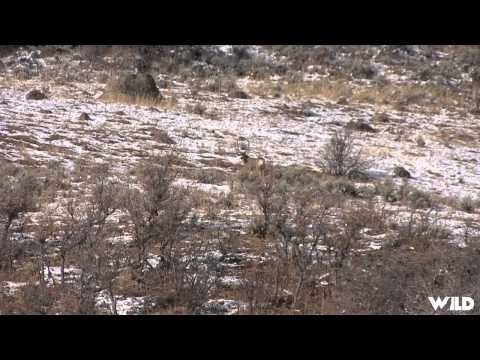 Steves Outdoor Adventures - The Colorado Cheater Buck