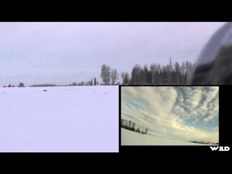 Predator Nation - Alberta Coyote Part 1