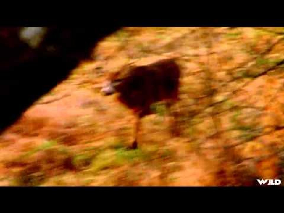 Major League Bowhunter - Hype